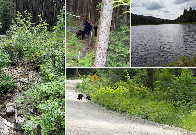Images of the nature reserve and bears