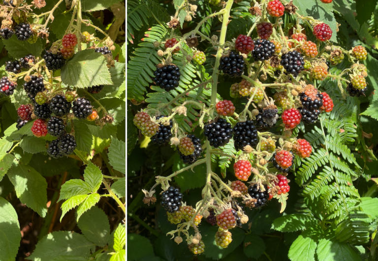 pictures of wild blackberry bushes full of berries