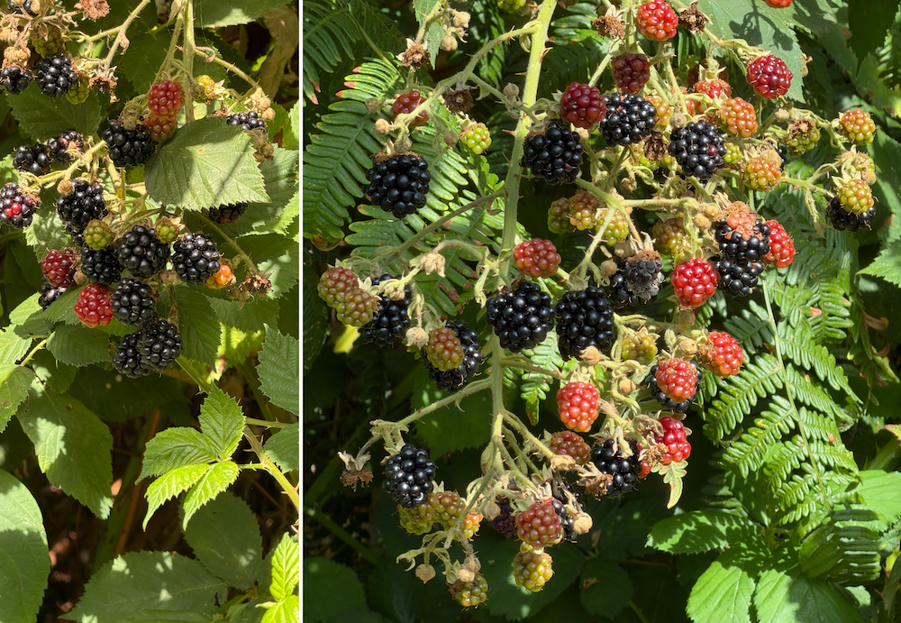 pictures of wild blackberry bushes full of berries